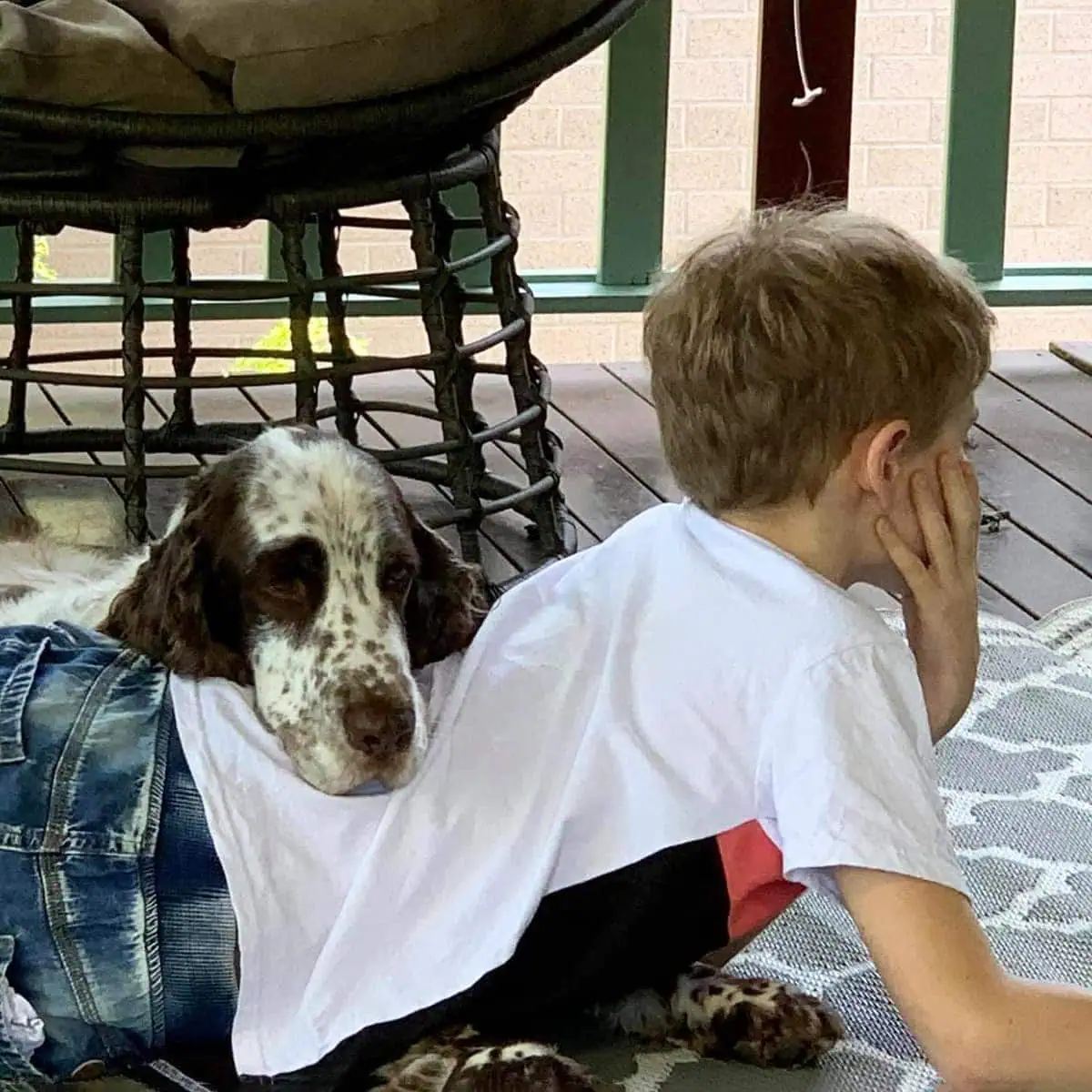 Bandit-English-Springer-Spaniel