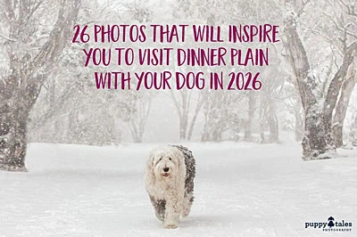 26 Photos that will inspire you to visit Dinner Plain with your dog in 2026 Featured Image