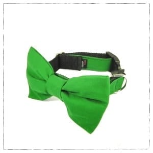dog-accessories-for-photography-session