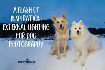 Puppy Tales Photography: External Lighting for Dog Photography