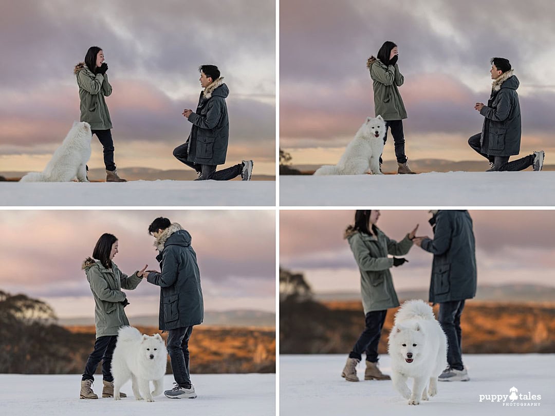 A Snowy Yes with Lyra the Samoyed
