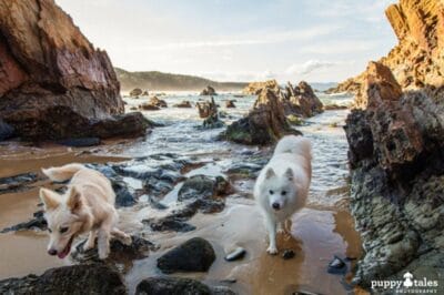 Adventure Hounds Feature