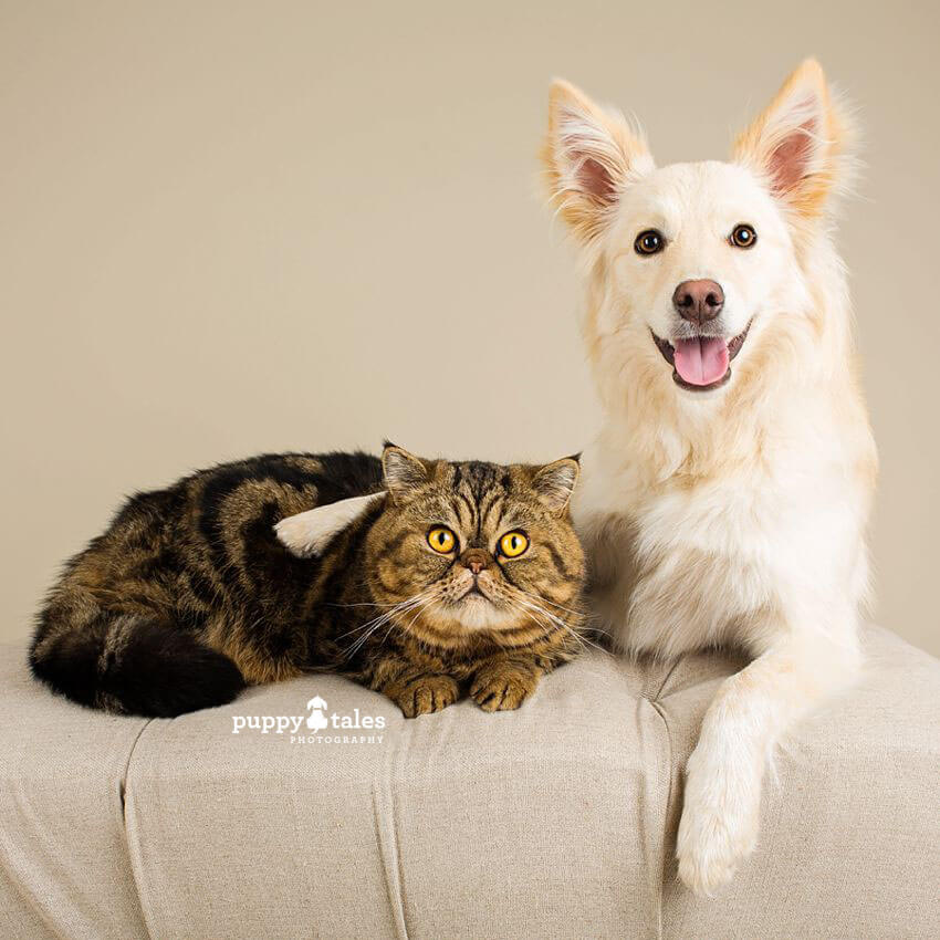 Dogs and cats can be great buddies