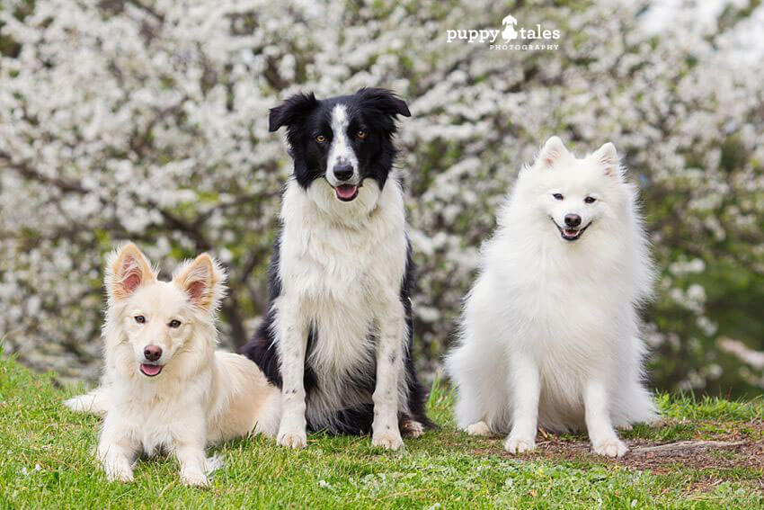 Every dog is different and will have different needs
