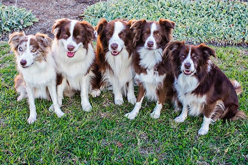The Wonderdogs