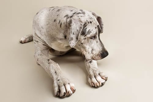 129 Ways to be Dog-Centered and Give Thoughtfully this December