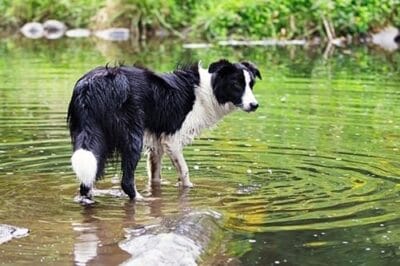 5 More Incredible things about a Holiday with Your Dog
