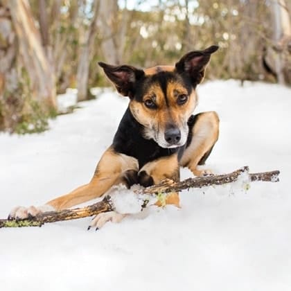 akemi photography kelpie kate at the snow 1 1