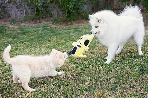 Love Your Pet Day - A Letter to my Dogs