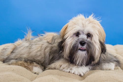 Paw it Forward: Good Deeds with Dogs