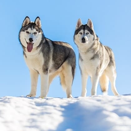 Akemi Photography siberian husky at the snow 29 1