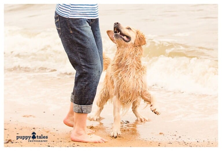 Akemi Photography Summer Dog Photography 3