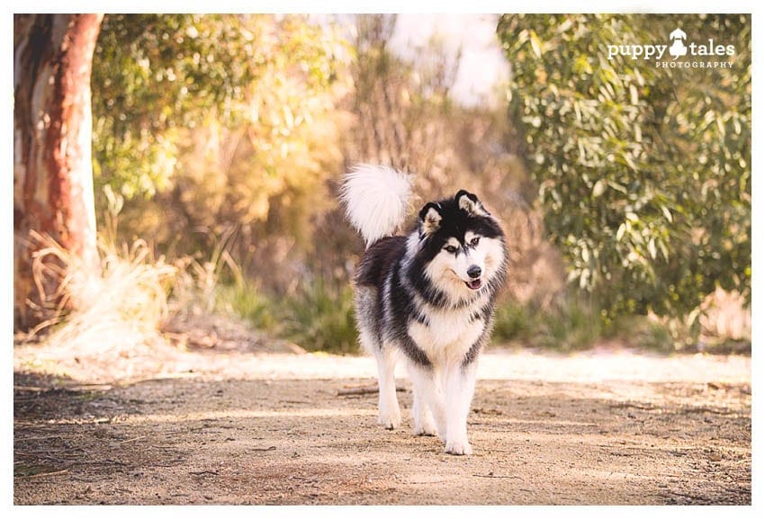 In Summer photograph dogs in open shade