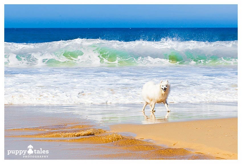 Japanese Spitz playing at the Beach
