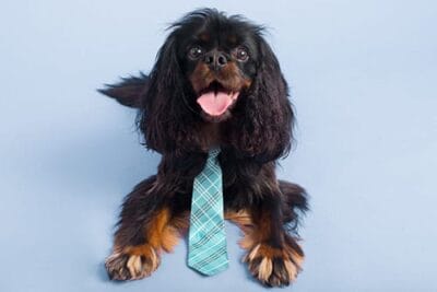 Take Your Dog to Work