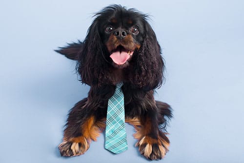 Take Your Dog to Work