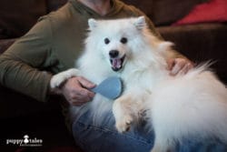 Akemi Photography tidy home with dog shedding 26