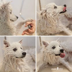 Akemi Photography tidy home with dog shedding 27
