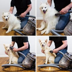 Akemi Photography tidy home with dog shedding 32