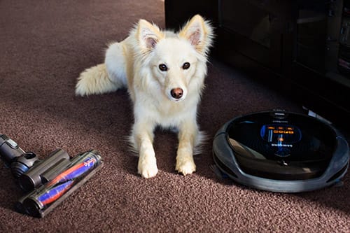 Dog Shedding: Essentials for a Tidy Home & Dog