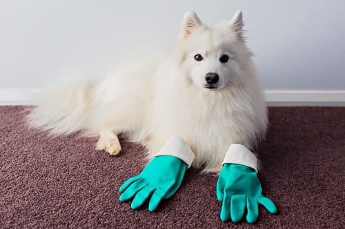 Dog Shedding: Essentials for a Tidy Home