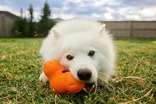 Tough Toys for your Dog