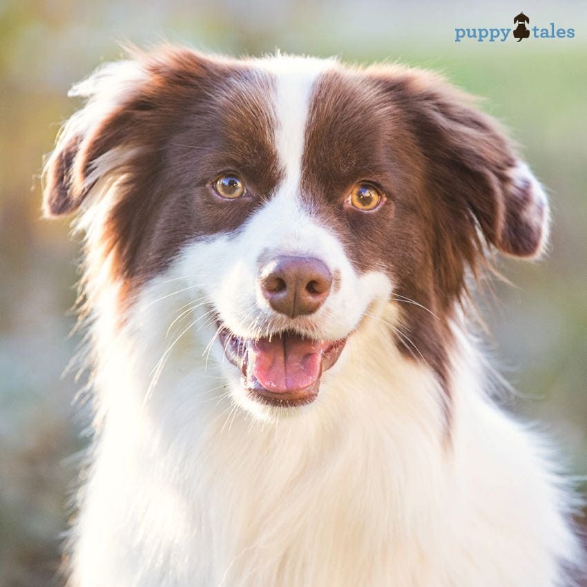 Dr Katrina's Top 5 Tips to Raising a Puppy