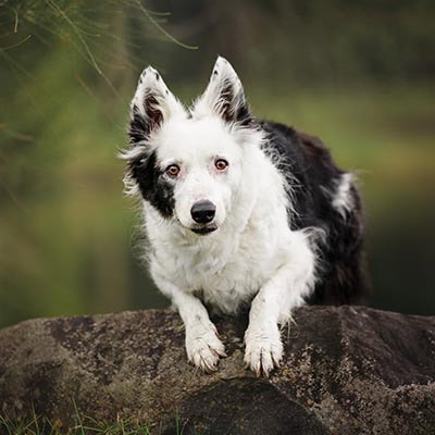 Aust Dog of the Year in Fetch Magazine