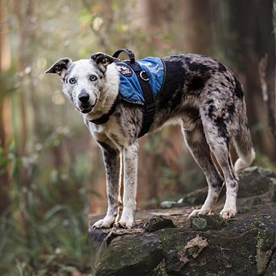 Aust Dog of the Year on 7NEWS