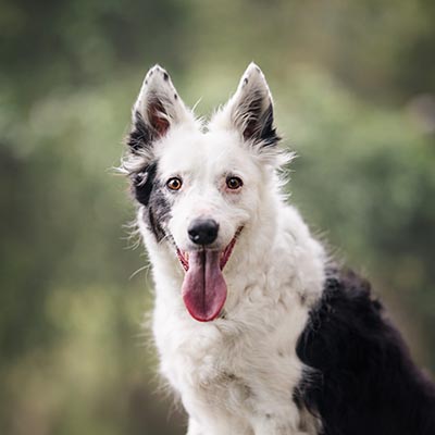 Aust Dog of the Year on Today Show