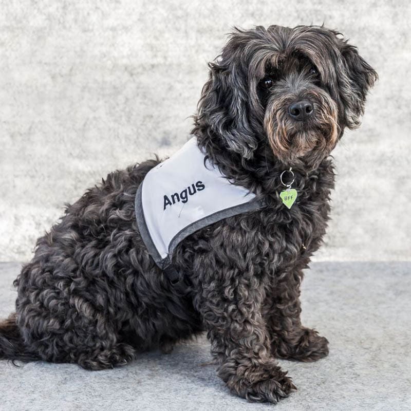 Aust_dog_of_the_year_2024_finalist_Angus