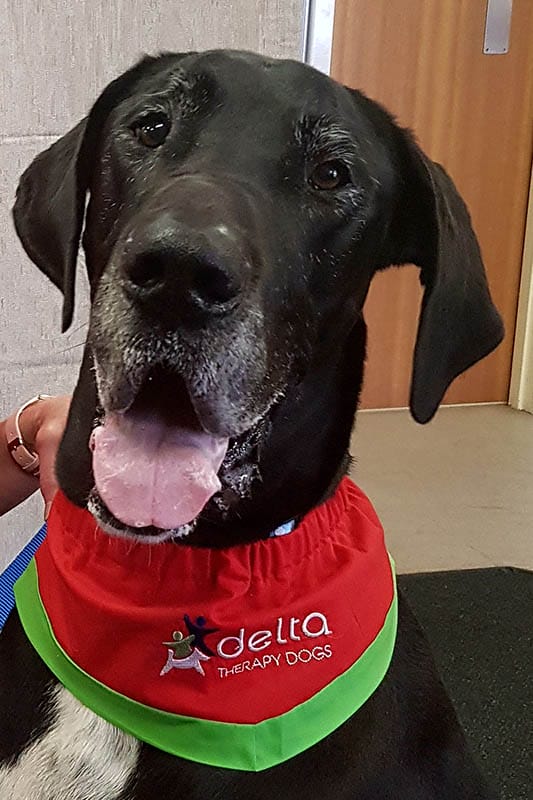 Aust dog of the year 2024 finalist Benson