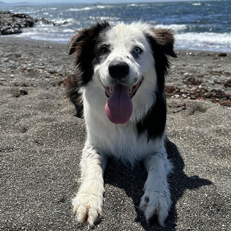 Aust_dog_of_the_year_2024_finalist_Charlie