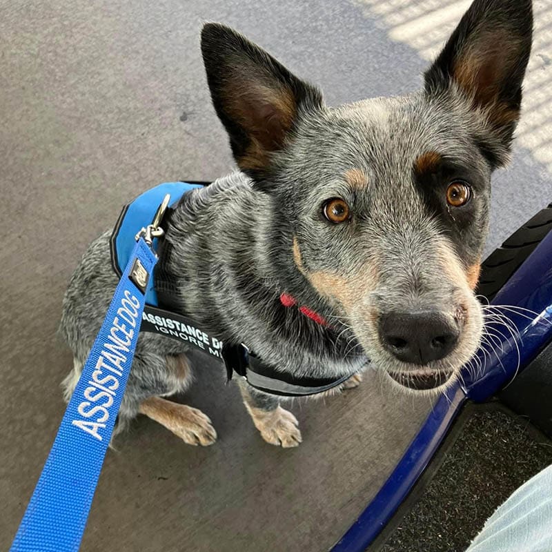 Aust_dog_of_the_year_2024_finalist_crackerjack