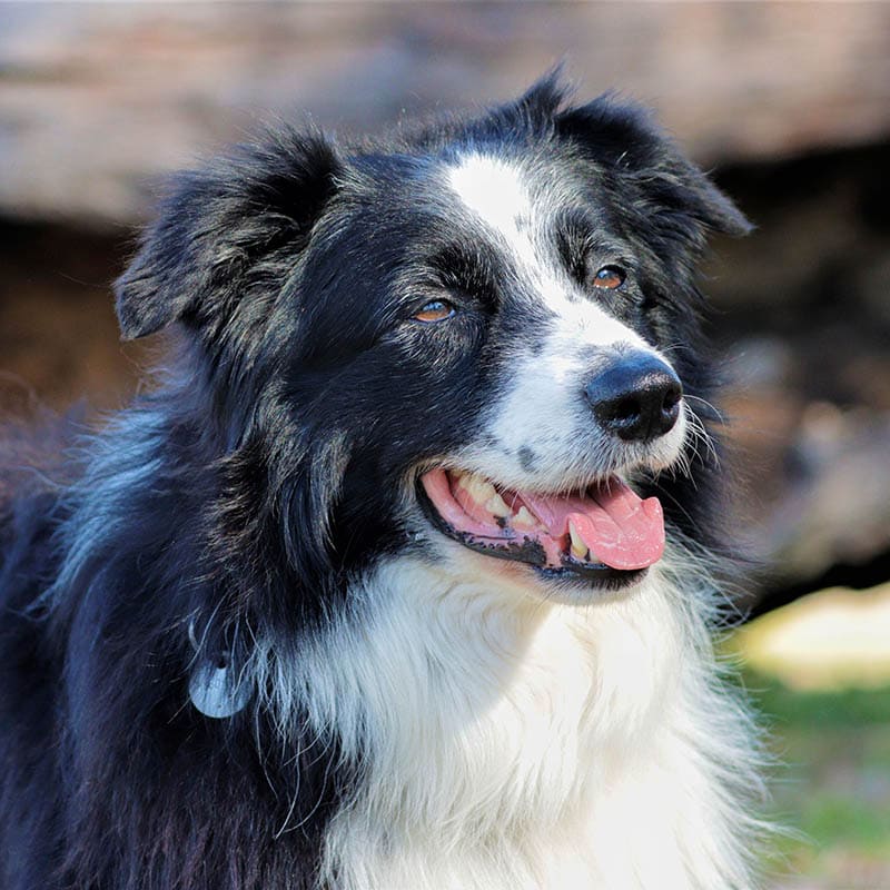 Aust_dog_of_the_year_2024_finalist_Elkana_champ