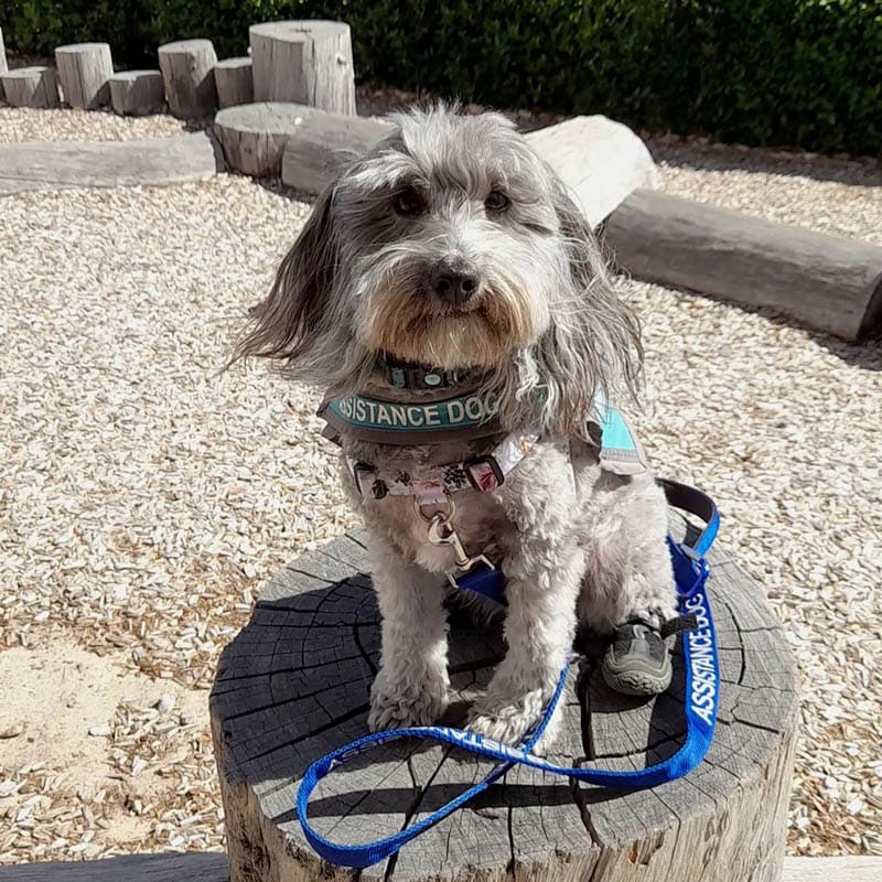 Aust_dog_of_the_year_2024_finalist_Evie