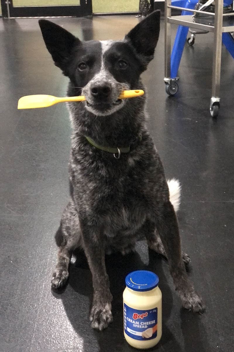 Aust dog of the year 2024 finalist Heidi