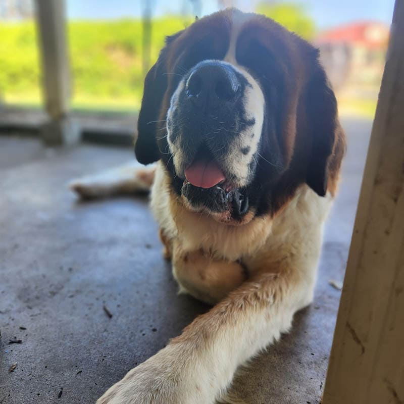 Aust_dog_of_the_year_2024_finalist_Kovu