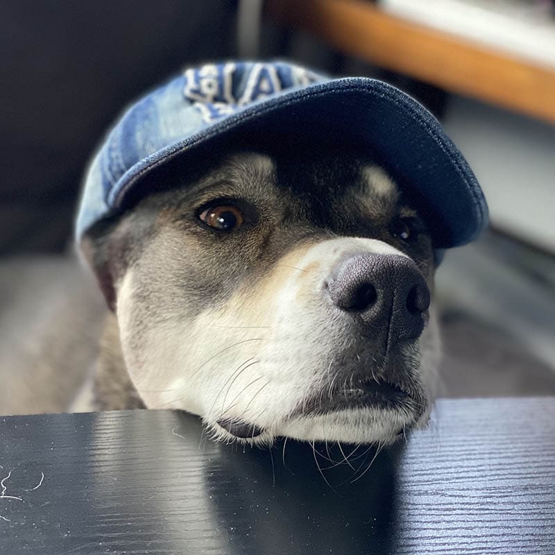 Aust_dog_of_the_year_2024_finalist_Madonna