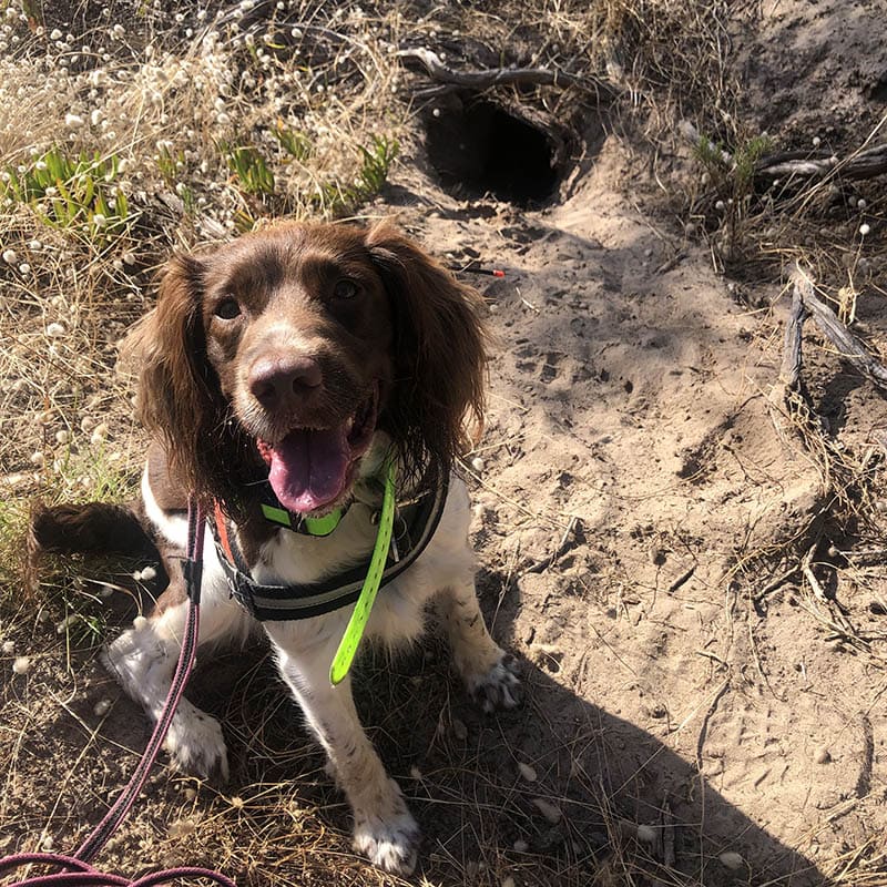 Aust_dog_of_the_year_2024_finalist_Nessie
