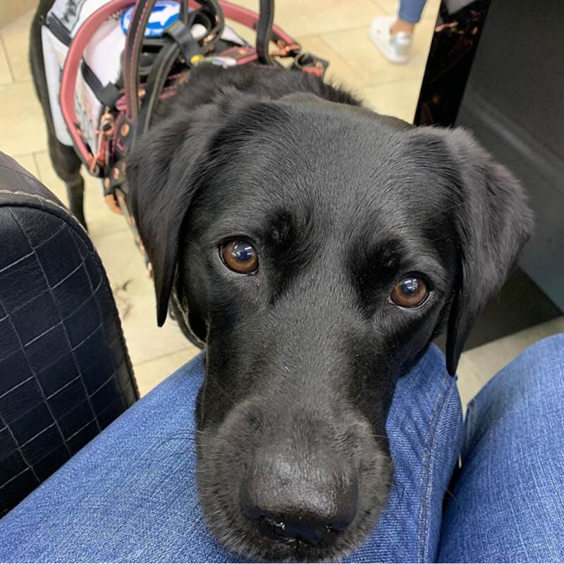 Aust_dog_of_the_year_2024_finalist_Sally