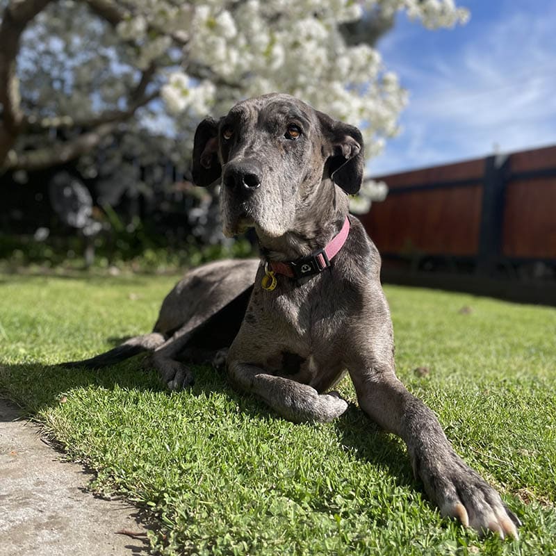 Aust_dog_of_the_year_2024_finalist_scooter