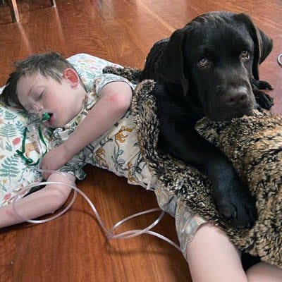 Australian Dog of the Year Peoples Choice 2023