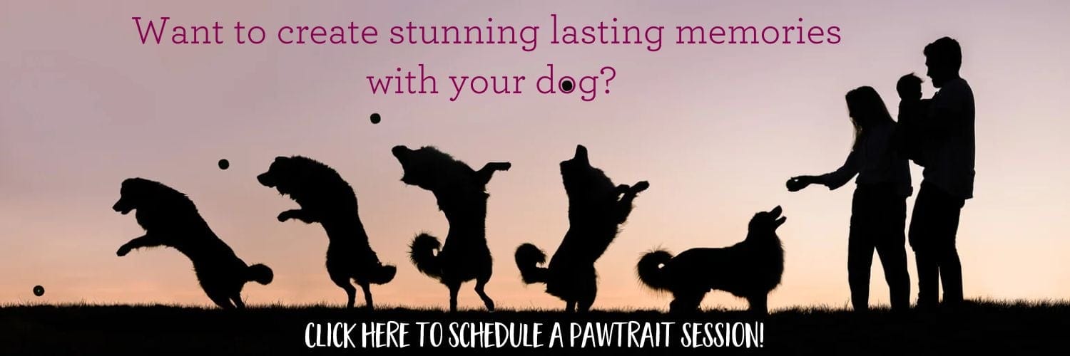 Create lasting memories with your dog through a pet photography session