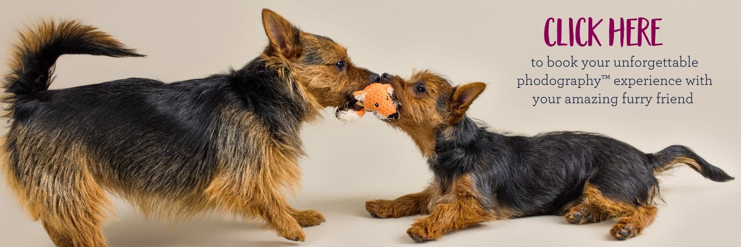 Australian Terriers showcasing their charming personalities for their studio session
