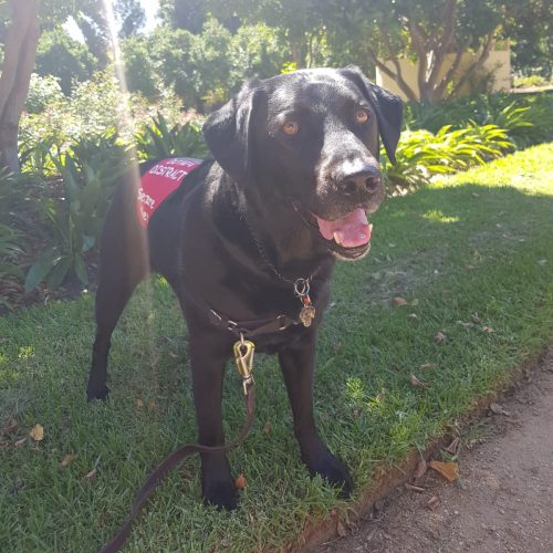 Baloo 2 e1673608070798 500x500 1