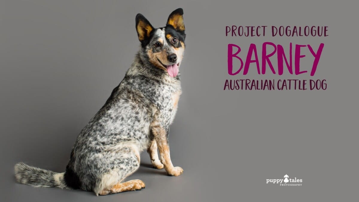 Barney Dogalogue Title