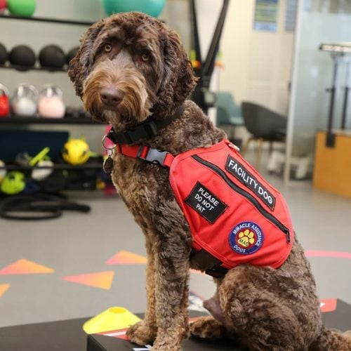 Baxter-2-e1673607969296-500x500