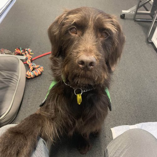 Baxter_Labradoodle-scaled-e1673607565205-500x500