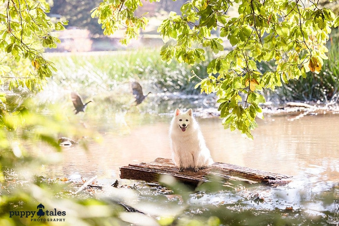 Japanese Spitz and Finnish Lapphund have a dog photography in Victoria, showing off their personalities and creating memories together